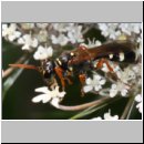 Mellinus crabroneus - Grabwespe w25 12mm - OS-Wallenhorst Sandgrube.jpg